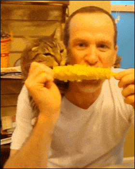 guy sharing corn on the cob with cat