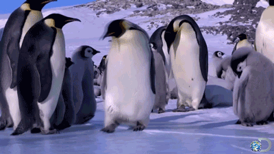 falling penguin